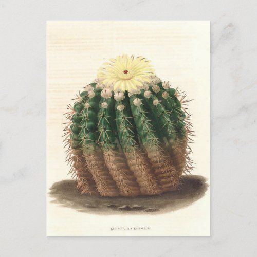 Cactus Botanical Illustration from 1841 Postcard