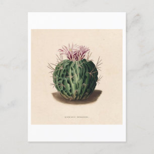 Cactus Botanical Illustration from 1841 Postcard