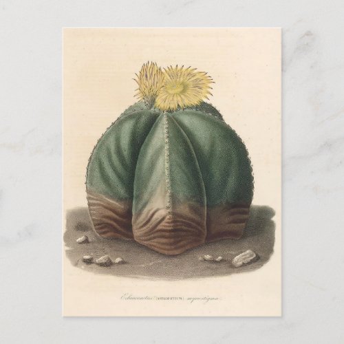 Cactus Botanical Illustration from 1841 Postcard