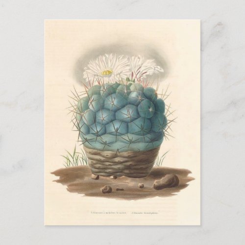 Cactus Botanical Illustration from 1841 Postcard