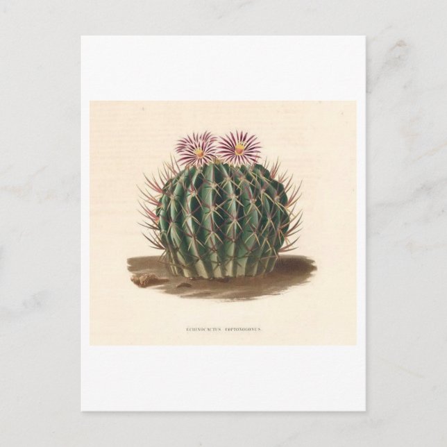 Cactus Botanical Illustration from 1841 Postcard (Front)
