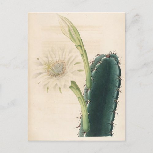 Cactus Botanical Illustration from 1841 Postcard