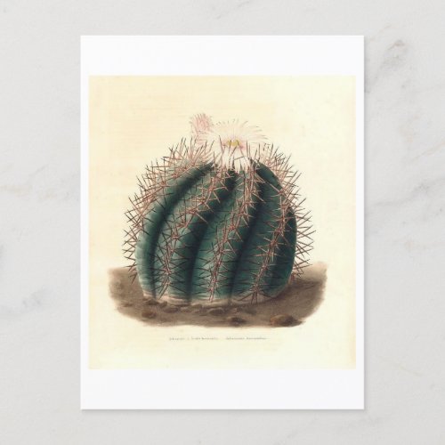 Cactus Botanical Illustration from 1841 Postcard