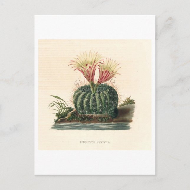 Cactus Botanical Illustration from 1841 Postcard (Front)