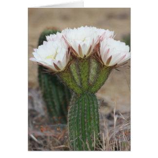 cactus bouquet cards