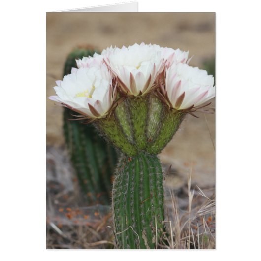 cactus bouquet cards (Front)
