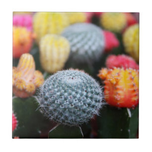 Cactus, Cacti, Flowers, Spines, Thorns, Succulents Tile