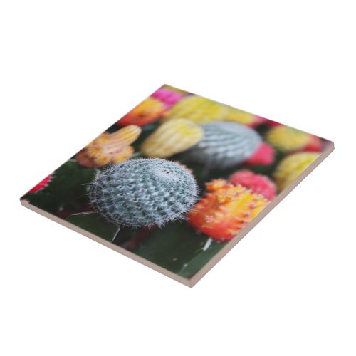 Cactus Cacti Flowers Spines Thorns Succulents Tile