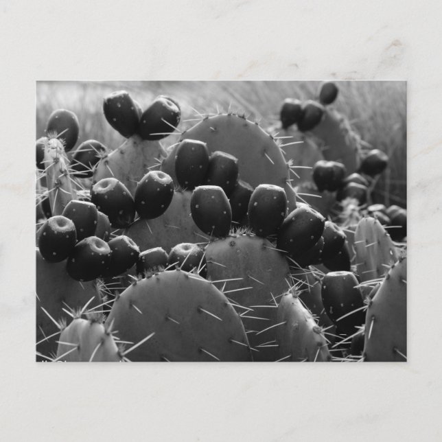 Cactus candy postcard (Front)