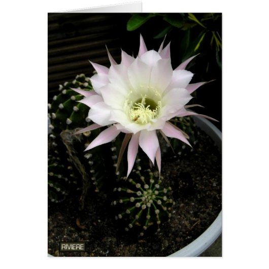 Cactus Cards (Front)