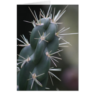 Cactus Cards
