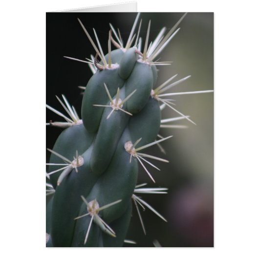 Cactus Cards (Front)