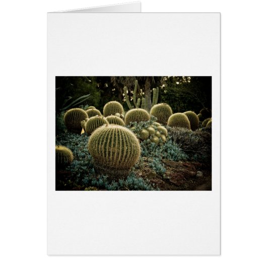 Cactus Cards (Front)