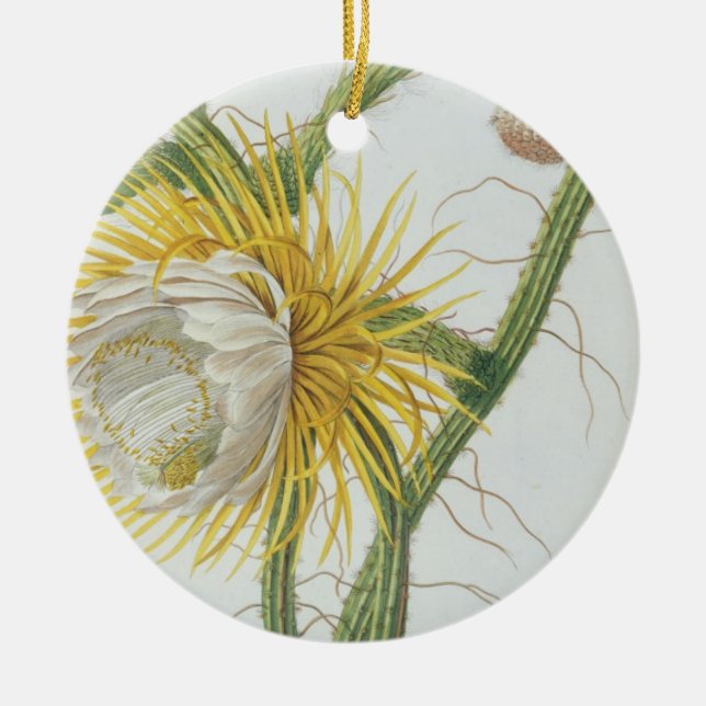 Cactus: Cereus, from Trew's 'Plantae Selectae' 175 Ceramic Ornament (Front)