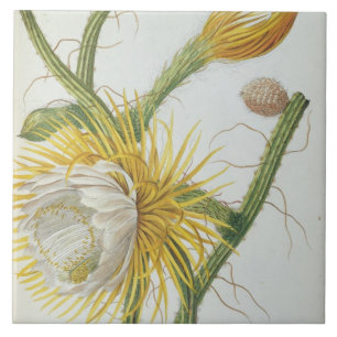 Cactus: Cereus, from Trew's 'Plantae Selectae' 175 Tile