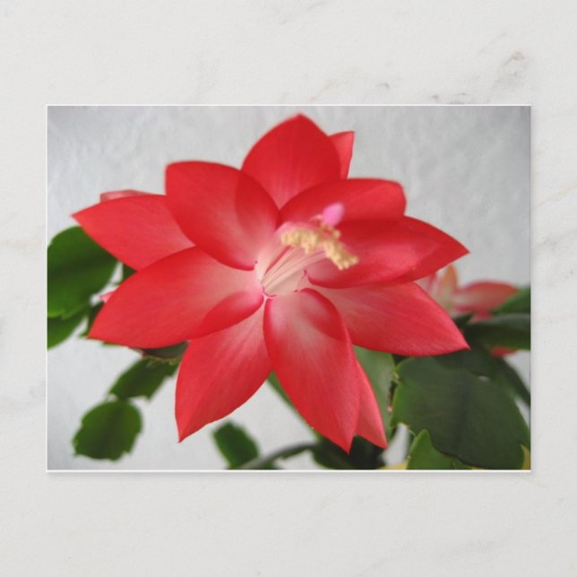 cactus,christmas cactus holiday postcard (Front)