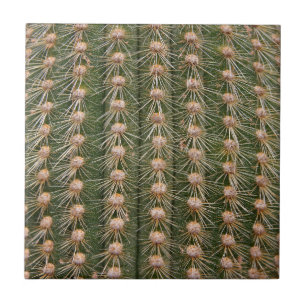 Cactus close up ceramic tile