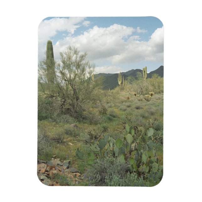 Cactus Coloring Decorative Desert Magnet (Vertical)