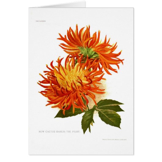 Cactus Dahlia Cards (Front)