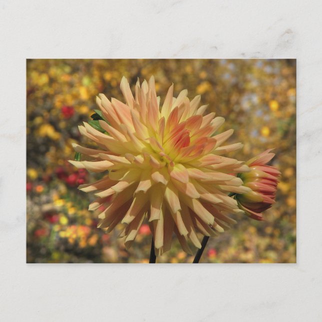 Cactus Dahlia Postcard (Front)