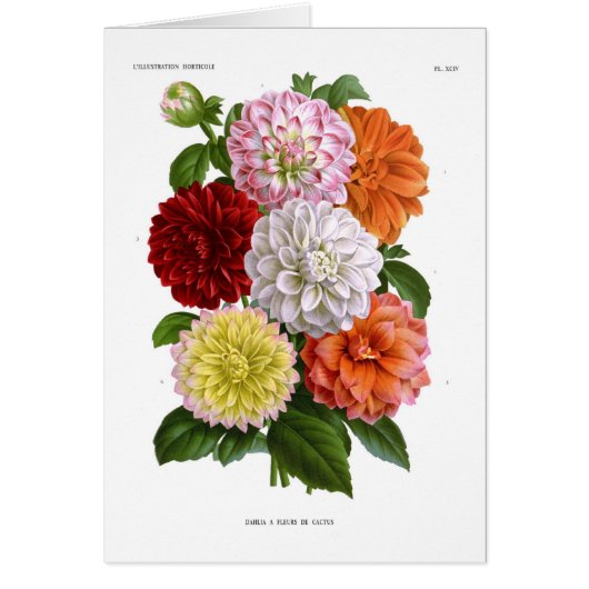 Cactus Dahlias Cards (Front)