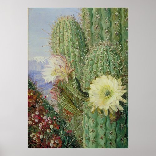  Cactus  Exotic Landscape by Marianne North Poster