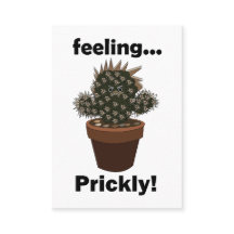 Cactus Feeling Prickly Cacti Florist