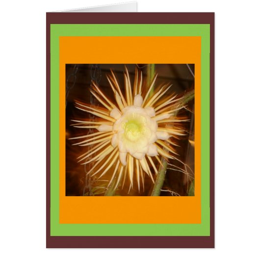 Cactus Flower (Front)