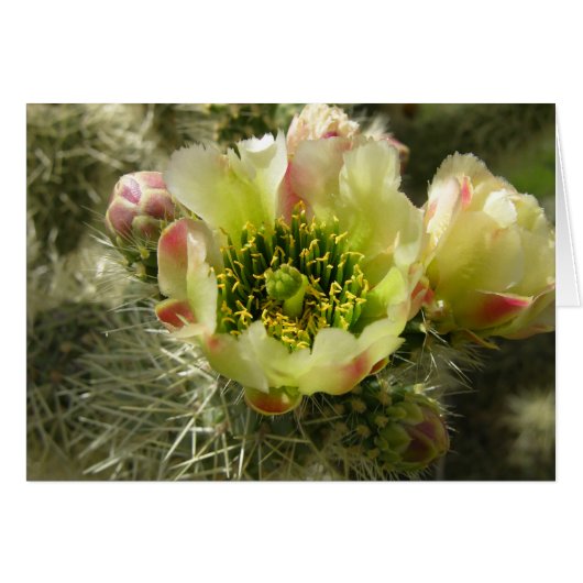 Cactus Flower (Front Horizontal)