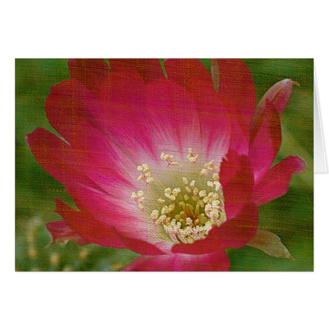 Cactus Flower (Front Horizontal)