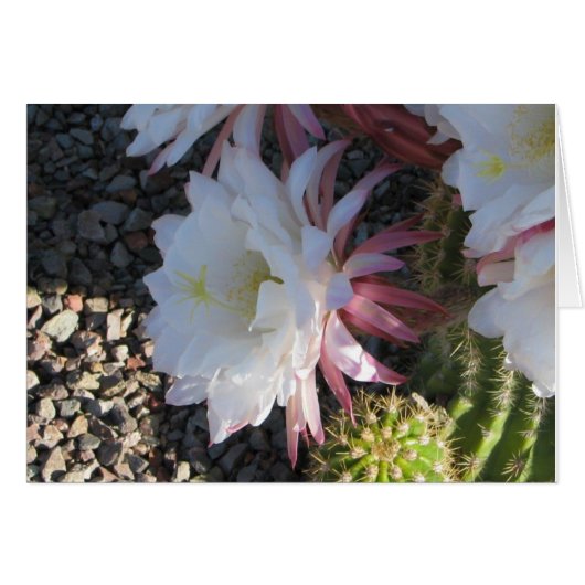 Cactus Flower Cards (Front Horizontal)