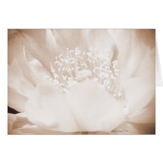 Cactus Flower Cards