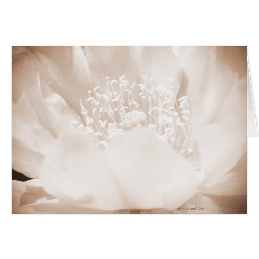 Cactus Flower Cards (Front Horizontal)