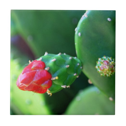 Cactus Flower