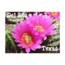 Cactus flower Del Rio Texas Postcard