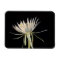 Cactus flower magnet
