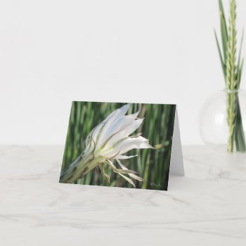 Cactus Flower Note Cards by lifethroughalens at Zazzle