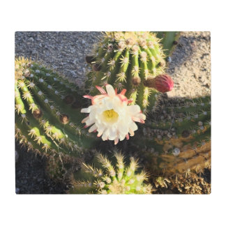 Cactus Flower Photo Metal Print