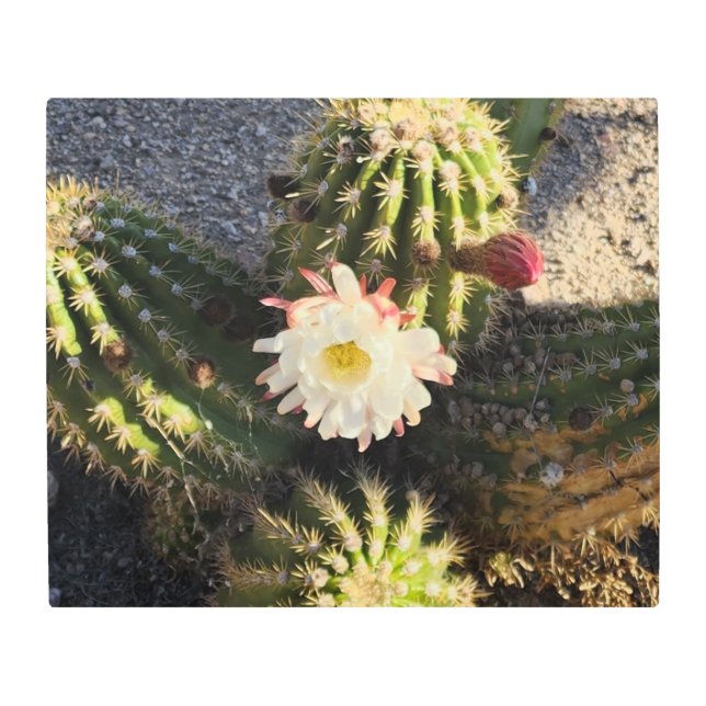 Cactus Flower Photo Metal Print (Front)