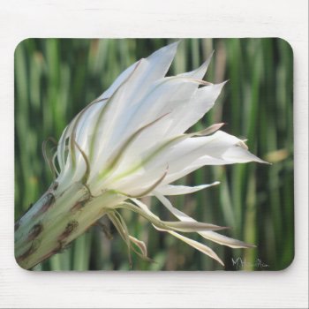Cactus Flower Photo Mousepad by lifethroughalens at Zazzle