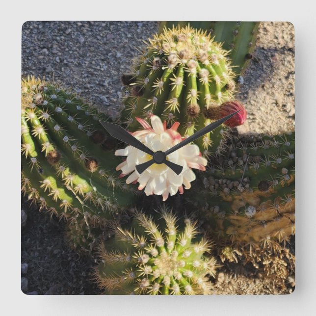 Cactus flower Photo Square Wall Clock (Front)