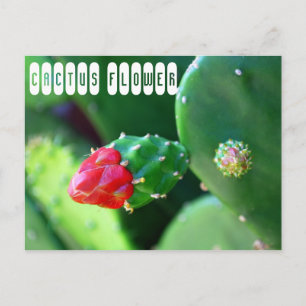 Cactus Flower Plant Postcard