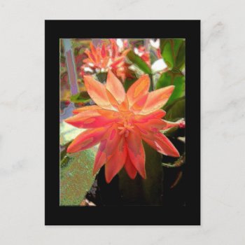 Cactus Flower Postcard by Love_Letters at Zazzle