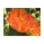 Cactus Flower Postcard