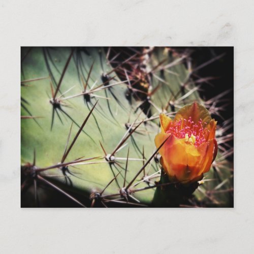 Cactus Flower postcards