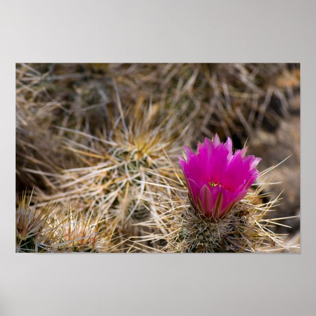 Cactus Flower Poster (Front)