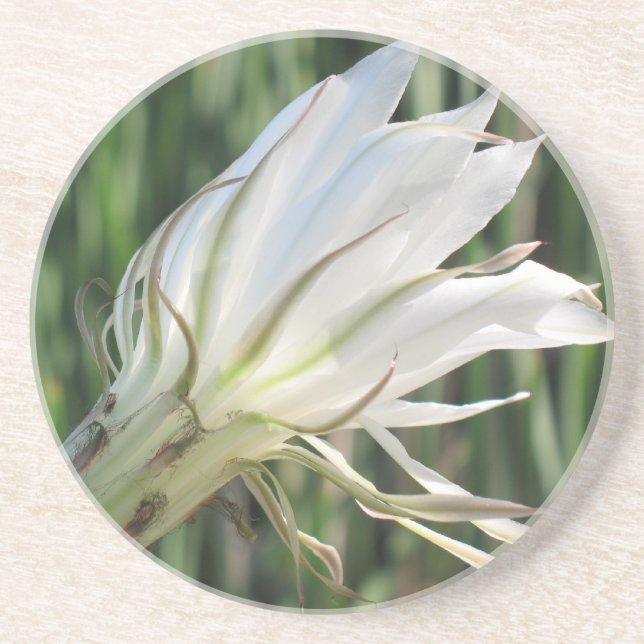 Cactus Flower Sandstone Coasters (Front)