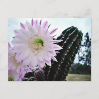 Cactus Flower White Postcard