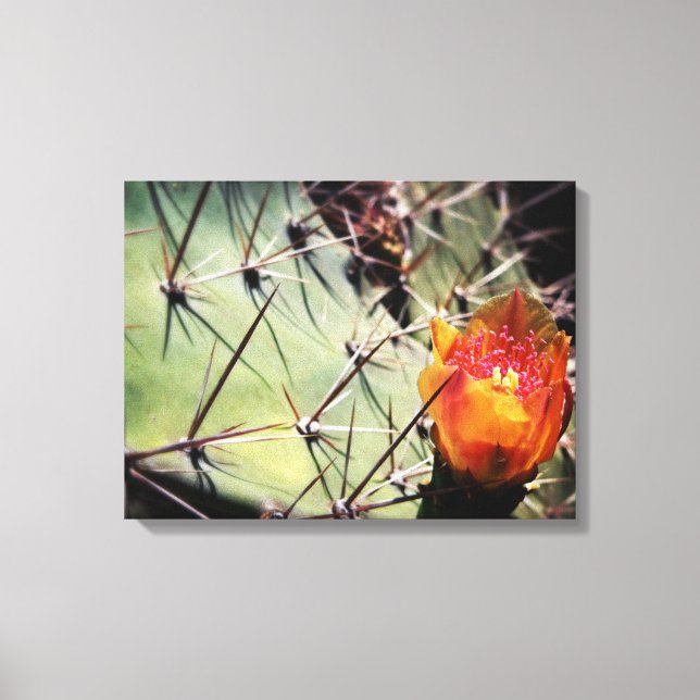 Cactus Flower Wrapped Canvas Print (Front)