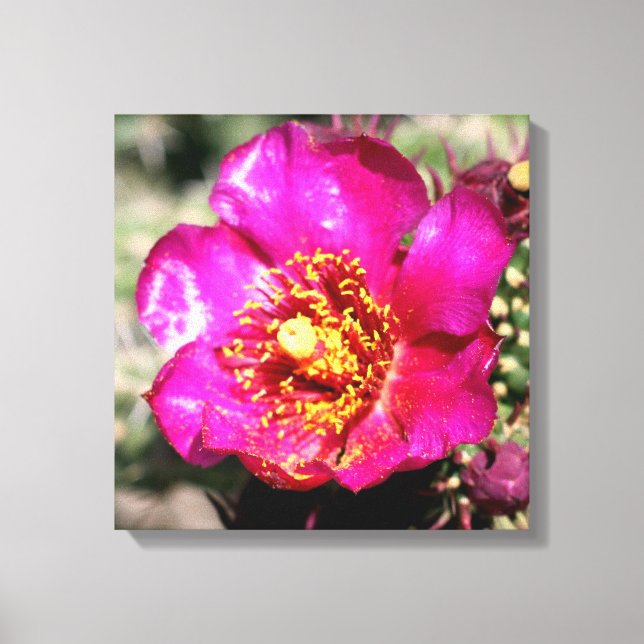 cactus flower wrapped canvas print (Front)